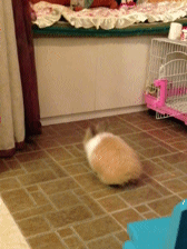 89eaa9f5jw1e76c6bkellg204o068u0x.gif